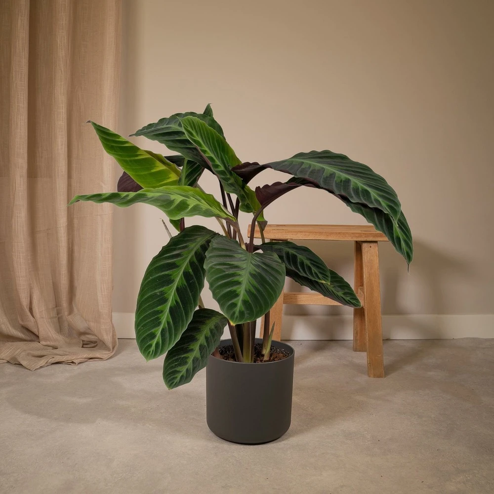 Calathea Warscewiczii - H70cm, ø19cm - Grande Plante D'intérieur 2 Calathea Warscewiczii - H70cm, ø19cm - Grande Plante D'intérieur – Image 2