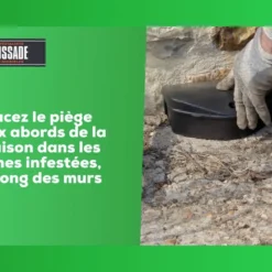 Carpt720 Lot De 4 Boîtes Raticide Canadien Pat'appât Fortes Infestatio -Promos Jardesia Magasin 6eb79456855960f1