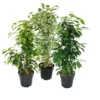 Ficus Benjamini - Lot De 3 - Anastasia - Twighlight - Danielle En Pot De 17cm