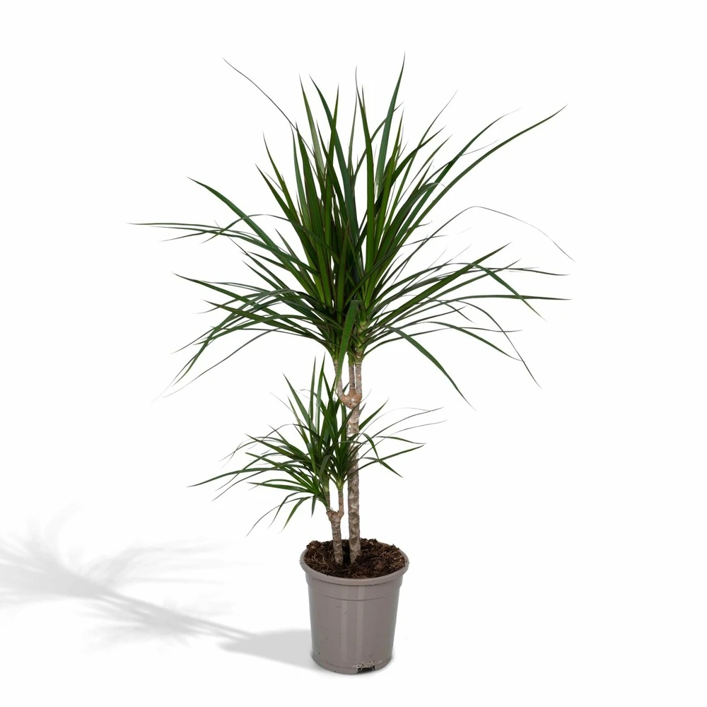Dracaena Marginata - H70cm, ø17cm - Grande Plante D'intérieur 1 Dracaena Marginata - H70cm, ø17cm - Grande Plante D'intérieur