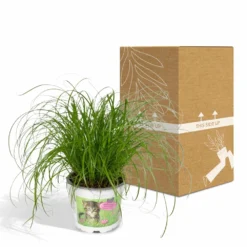 Herbe à Chat - H20cm, ø12cm - Plante D'intérieur 9 Herbe à Chat - H20cm, ø12cm - Plante D'intérieur -Promos Jardesia Magasin 6f32ed9d24c25498