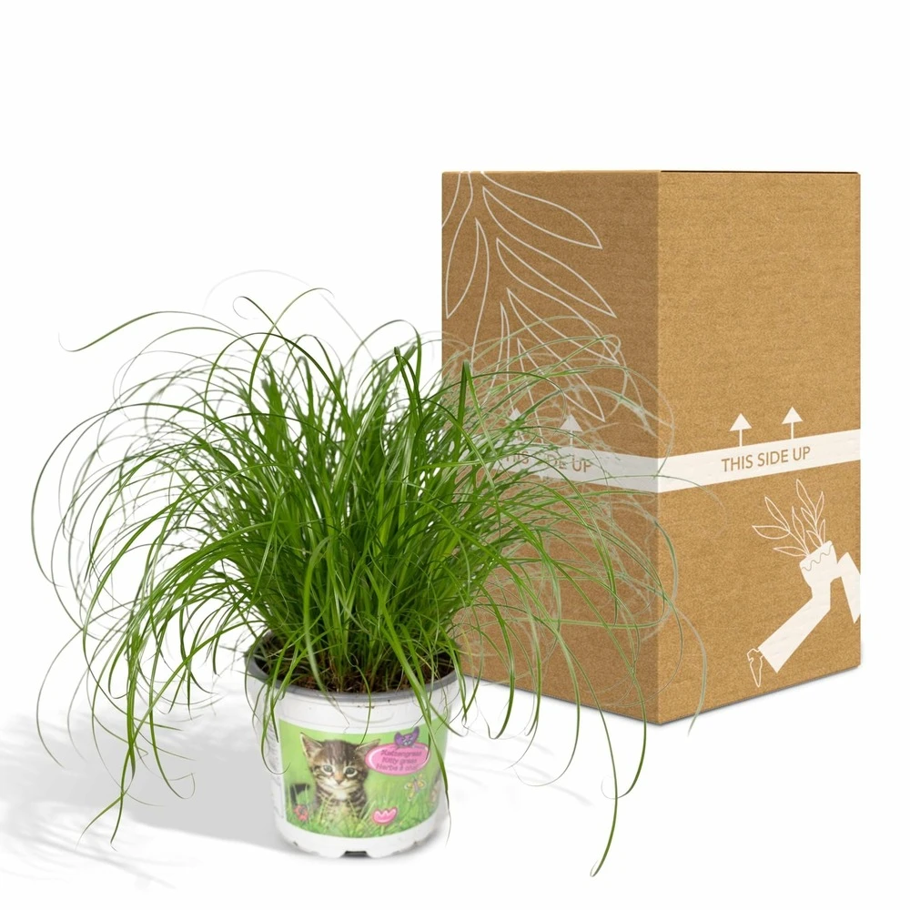 Herbe à Chat - H20cm, ø12cm - Plante D'intérieur 5 Herbe à Chat - H20cm, ø12cm - Plante D'intérieur – Image 5