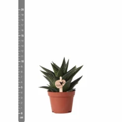 Haworthia Limifolia - ø6cm - H11cm, ø6cm - Plante D'intérieur 9 Haworthia Limifolia - ø6cm - H11cm, ø6cm - Plante D'intérieur -Promos Jardesia Magasin 6f5c034fd84b61ae