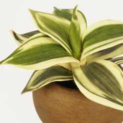 Plante Verte Artificielle Pot Effet Bois 14cm -Promos Jardesia Magasin 70dafe3be5665a69