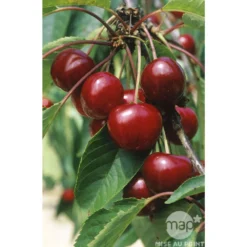 Cerisier Bigarreau Van : Gobelet 3 Ans D'âge Ctr 12 Litres -Promos Jardesia Magasin 71295 003