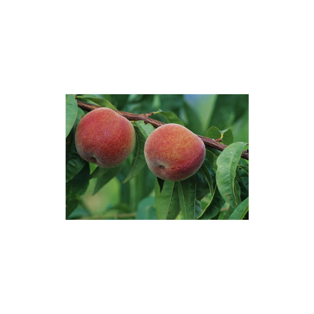 Pêcher à Chair Jaune JH Hale : Demi Tige 6/8 Cm 2 Ans D'âge Ctr 12L 2 Pêcher à Chair Jaune JH Hale : Demi Tige 6/8 Cm 2 Ans D'âge Ctr 12L – Image 2