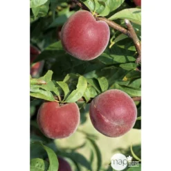 Pêcher à Chair Jaune JH Hale : Demi Tige 6/8 Cm 2 Ans D'âge Ctr 12L 6 Pêcher à Chair Jaune JH Hale : Demi Tige 6/8 Cm 2 Ans D'âge Ctr 12L -Promos Jardesia Magasin 71318 002