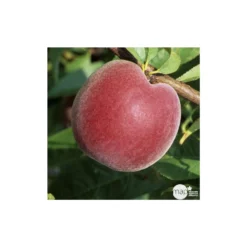 Pêcher à Chair Jaune JH Hale : Demi Tige 6/8 Cm 2 Ans D'âge Ctr 12L 7 Pêcher à Chair Jaune JH Hale : Demi Tige 6/8 Cm 2 Ans D'âge Ctr 12L -Promos Jardesia Magasin 71318 003