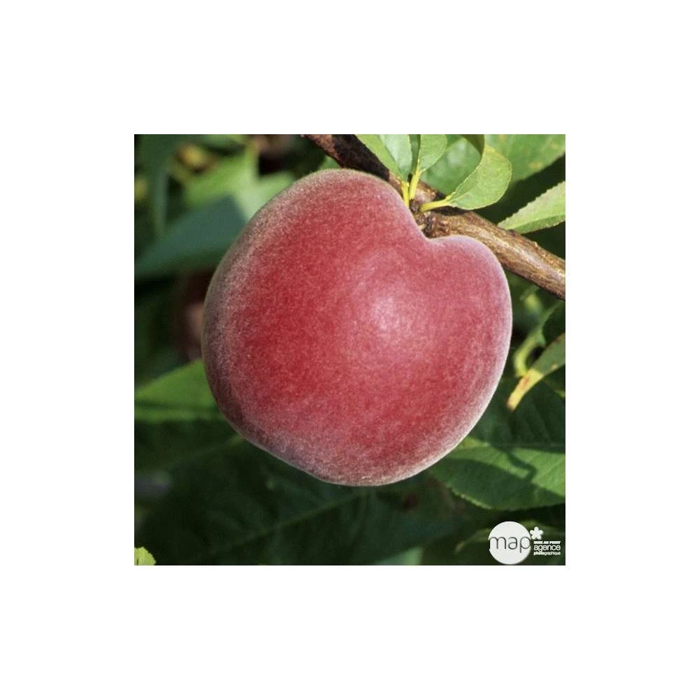 Pêcher à Chair Jaune JH Hale : Demi Tige 6/8 Cm 2 Ans D'âge Ctr 12L 4 Pêcher à Chair Jaune JH Hale : Demi Tige 6/8 Cm 2 Ans D'âge Ctr 12L – Image 4