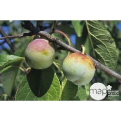 Prunier Reine Claude De Bavay : ½ Tige, 4-5 Ans, H 170-180 Cm -Promos Jardesia Magasin 71365 002