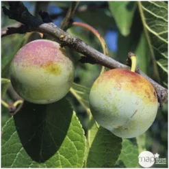 Prunier Reine Claude De Bavay : ½ Tige, 4-5 Ans, H 170-180 Cm -Promos Jardesia Magasin 71365 003