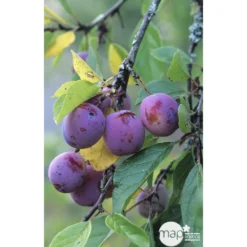 Prunier Reine Claude Violette Gobelet 7 Prunier Reine Claude Violette Gobelet -Promos Jardesia Magasin 71372 002