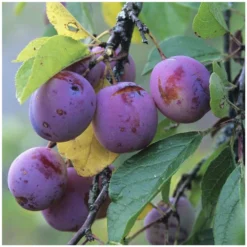 Prunier Reine Claude Violette Gobelet 8 Prunier Reine Claude Violette Gobelet -Promos Jardesia Magasin 71372 004