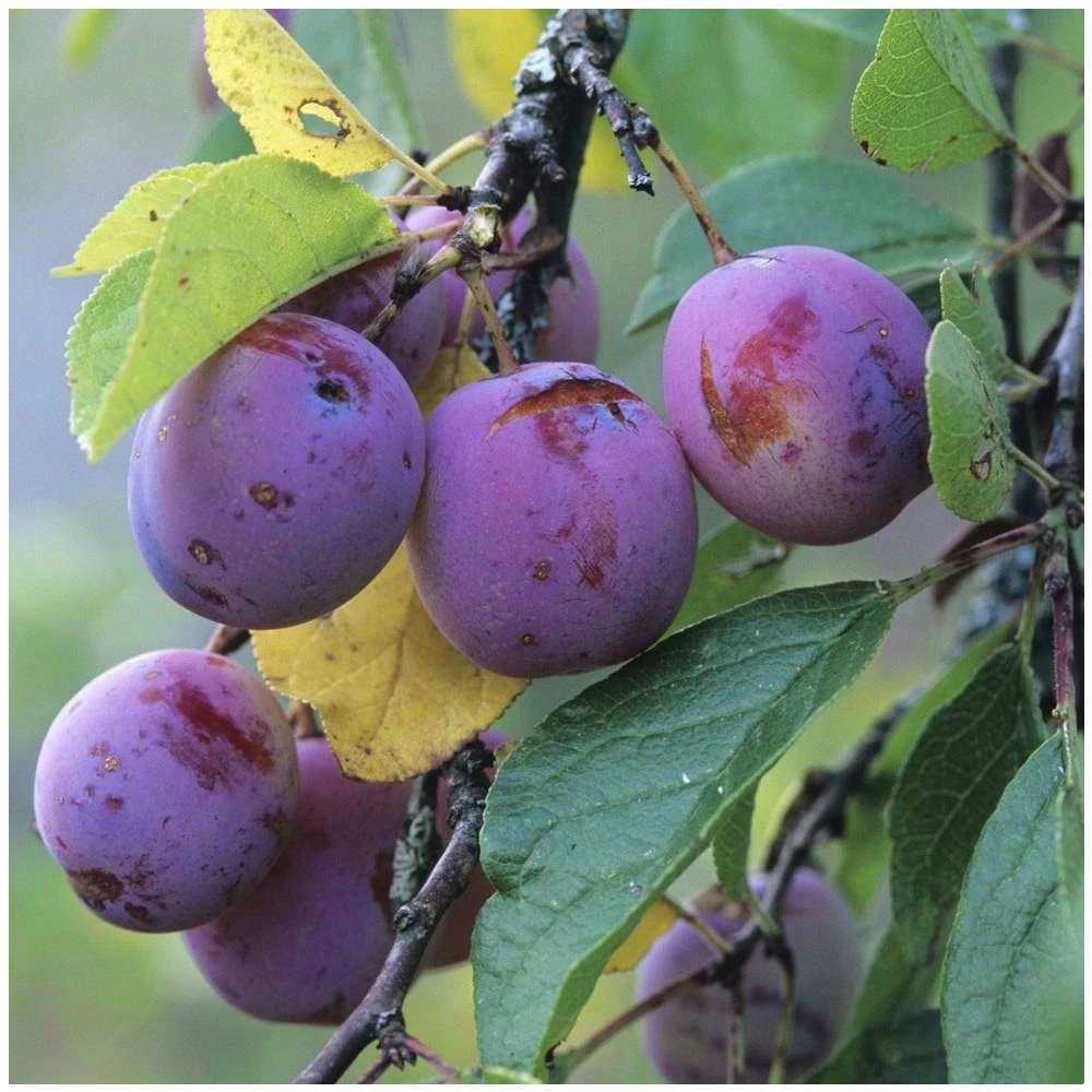 Prunier Reine Claude Violette Gobelet 4 Prunier Reine Claude Violette Gobelet – Image 4