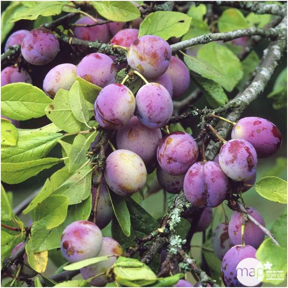 Prunier Reine Claude Violette Gobelet 1 Prunier Reine Claude Violette Gobelet