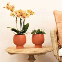 Orchidée Orange Phalaenopsis - H35cm, ø9cm - Plante D'intérieur Fleurie -Promos Jardesia Magasin 7144c80f3341c247