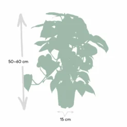 Epipremnum Aureum Et Son Tuteur - H60cm, ø15cm - Plante D'intérieur Tombante 8 Epipremnum Aureum Et Son Tuteur - H60cm, ø15cm - Plante D'intérieur Tombante -Promos Jardesia Magasin 71b69d969f0c5e50