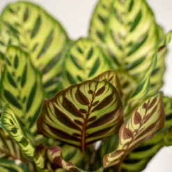 Calathea Makoyana Duo - Plantes D'intérieur -Promos Jardesia Magasin 721787bfd2200161