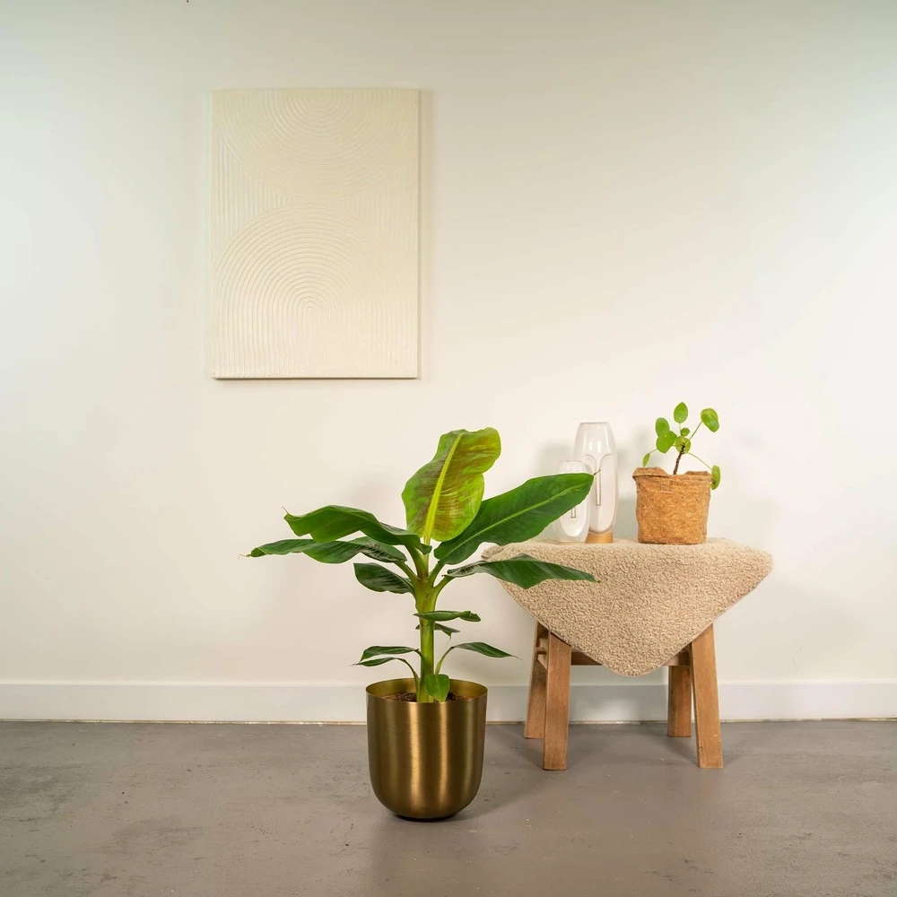 Bananier Nain Cavendish Et Son Cache-pot Doré - H90cm, ø21cm - Grande Plante D'intérieur 2 Bananier Nain Cavendish Et Son Cache-pot Doré - H90cm, ø21cm - Grande Plante D'intérieur – Image 2