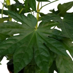 Fatsia Japonica Vert - H85cm, ø21cm - Grande Plante D'intérieur -Promos Jardesia Magasin 725bbc52df22b7fb
