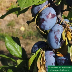 Prunier Colonnaire Toronto® -Promos Jardesia Magasin 729932 002