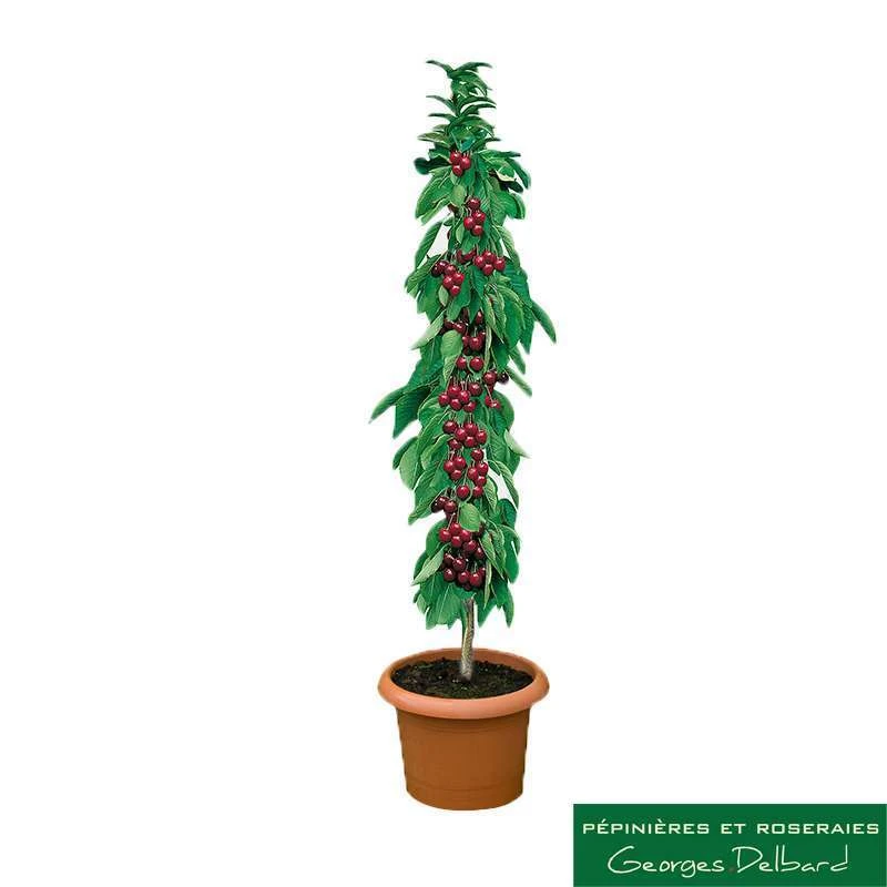 Cerisier Colonnaire Hong Kong® 2 Cerisier Colonnaire Hong Kong® – Image 2