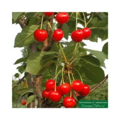 Cerisier Colonnaire Shangai®