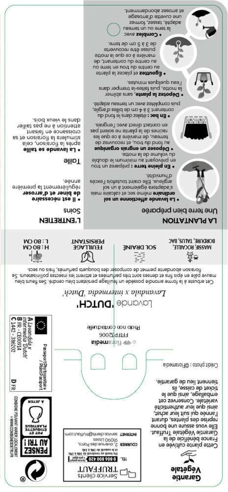 Lavande X Intermedia Dutch Lavander Pot 3L 3 Lavande X Intermedia Dutch Lavander Pot 3L – Image 3