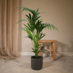 Palmier Kentia Xl - H120cm, ø24cm - Très Grande Plante D'intérieur -Promos Jardesia Magasin 747cd569827c7fc8
