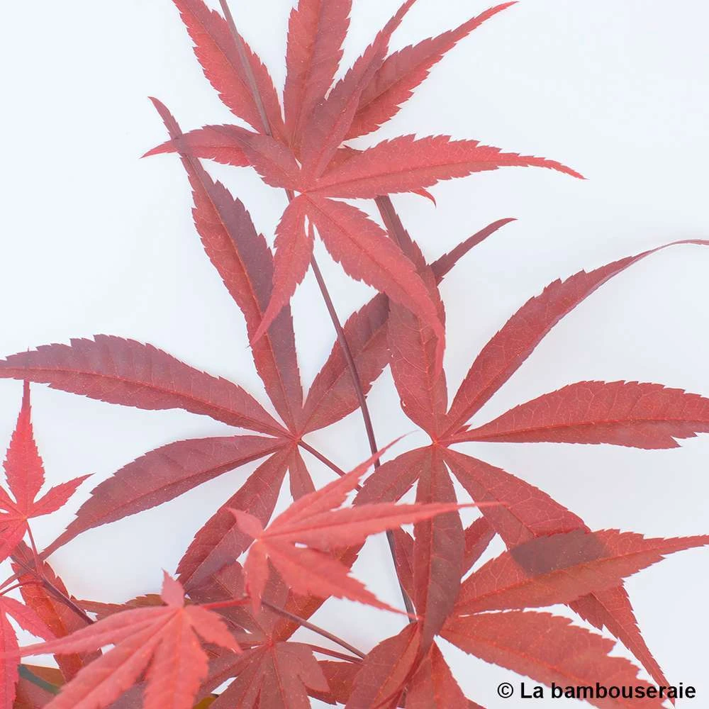 Acer Palmatum ‘Atrolineare’ C7L H.60/80cm 5 Acer Palmatum ‘Atrolineare’ C7L H.60/80cm – Image 5