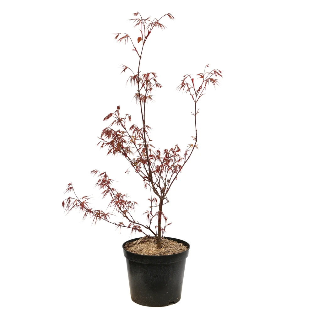 Acer Palmatum ‘Atrolineare’ C7L H.60/80cm 1 Acer Palmatum ‘Atrolineare’ C7L H.60/80cm