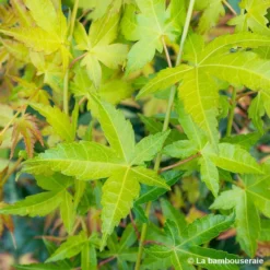 Acer Palmatum Shirasawanum Aureum C7L H.60/80cm 5 Acer Palmatum Shirasawanum Aureum C7L H.60/80cm -Promos Jardesia Magasin 748251 001