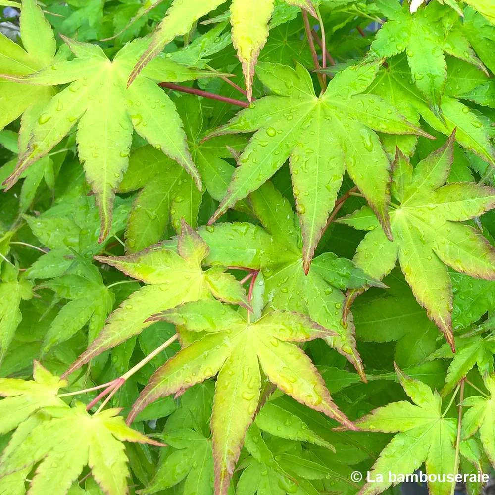 Acer Palmatum Shirasawanum Aureum C7L H.60/80cm 2 Acer Palmatum Shirasawanum Aureum C7L H.60/80cm – Image 2