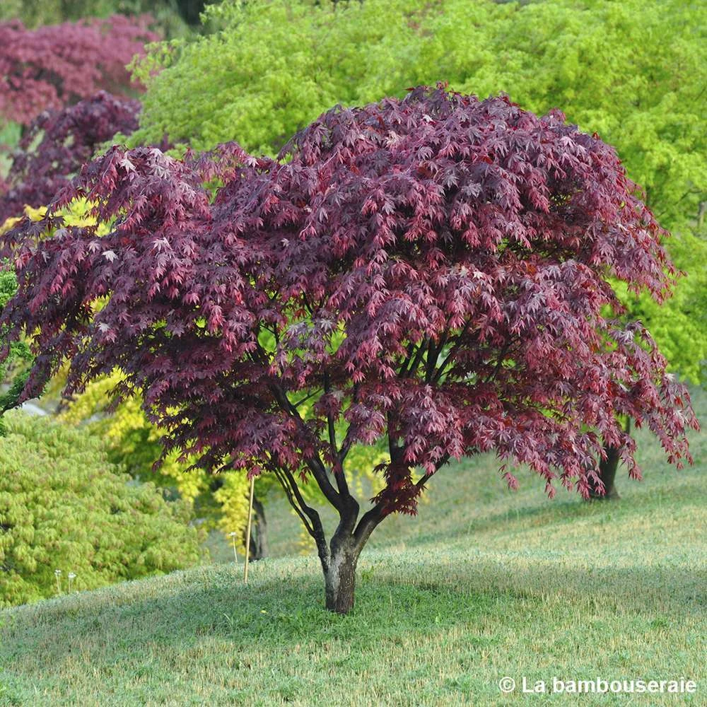Acer Japonicum 'Palmatum Blood Good' C30L H.100/125cm 4 Acer Japonicum 'Palmatum Blood Good' C30L H.100/125cm – Image 4