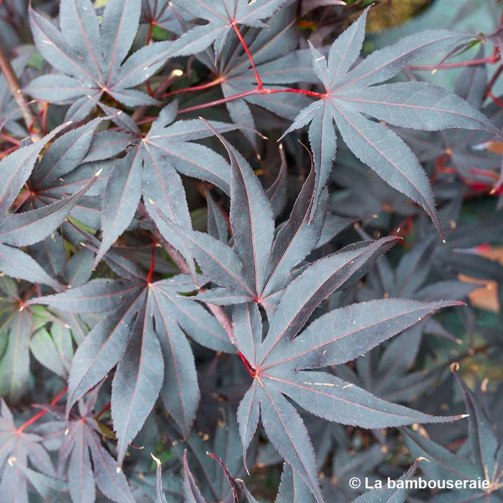 Acer Japonicum 'Palmatum Blood Good' C30L H.100/125cm 2 Acer Japonicum 'Palmatum Blood Good' C30L H.100/125cm – Image 2