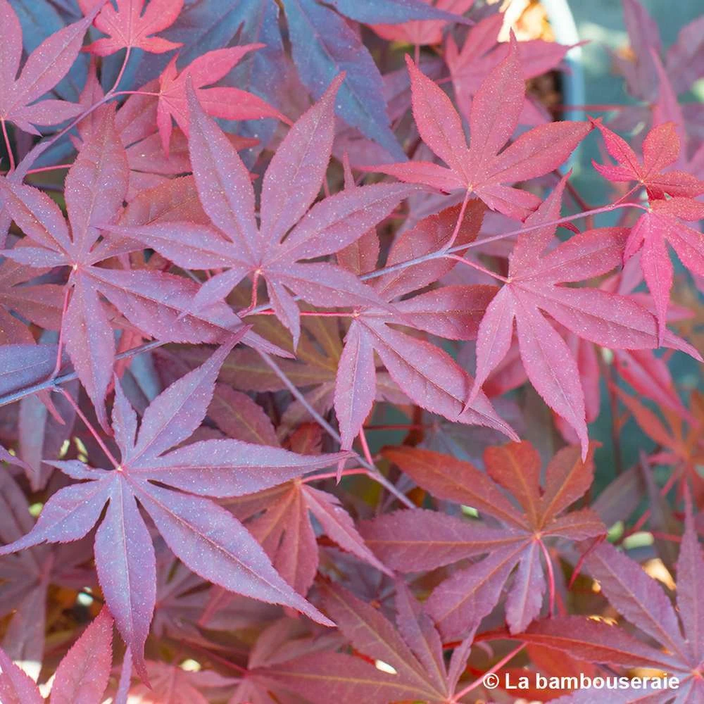 Acer Japonicum 'Palmatum Blood Good' C30L H.100/125cm 5 Acer Japonicum 'Palmatum Blood Good' C30L H.100/125cm – Image 5