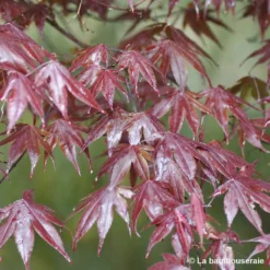 Acer Japonicum 'Palmatum Blood Good' C3L H.40/60cm -Promos Jardesia Magasin 748255 002