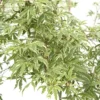 Acer Palmatum Butterfly : C3L H.40/60cm