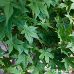 Acer Palmatum "Deshojo" C3L H.40/60cm -Promos Jardesia Magasin 748262 002