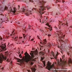 Acer Palmatum "Deshojo" C7L H.60/80cm 5 Acer Palmatum "Deshojo" C7L H.60/80cm -Promos Jardesia Magasin 748264 001