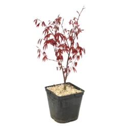 L'Acer Palmatum Fireglow : C3L H.40/60cm