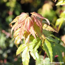 Acer Palmatum Katsura : C7L H.60/80cm -Promos Jardesia Magasin 748269 001