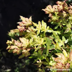 Acer Palmatum Katsura : C7L H.60/80cm -Promos Jardesia Magasin 748269 002