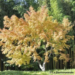 Acer Palmatum Katsura : C7L H.60/80cm -Promos Jardesia Magasin 748269 003