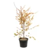 Acer Palmatum Katsura : C7L H.60/80cm