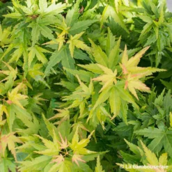 Acer Palmatum 'koto Hime' : C5L H.30/40cm -Promos Jardesia Magasin 748272 001