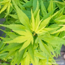 Acer Palmatum 'Mikawa Yatsubusa' : C5L H.30/40cm 5 Acer Palmatum 'Mikawa Yatsubusa' : C5L H.30/40cm -Promos Jardesia Magasin 748278 001