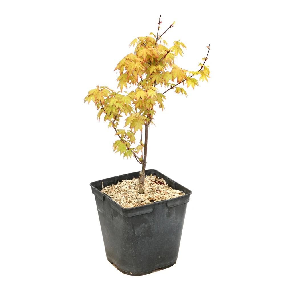 Acer Palmatum 'Orange Dream' :C3L H.40/60cm 1 Acer Palmatum 'Orange Dream' :C3L H.40/60cm