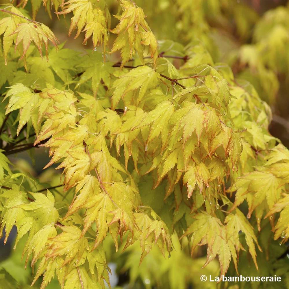 Acer Palmatum 'Orange Dream' :C7L H.60/80cm 2 Acer Palmatum 'Orange Dream' :C7L H.60/80cm – Image 2