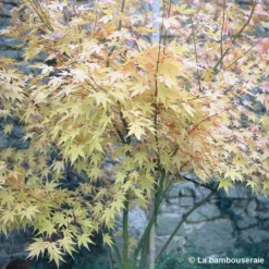 Acer Palmatum 'Orange Dream' :C7L H.60/80cm 5 Acer Palmatum 'Orange Dream' :C7L H.60/80cm -Promos Jardesia Magasin 748282 002